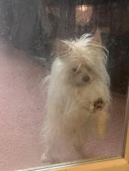 Lost Male Dog last seen Mid City Housing Area, Huntsville, AL 35806