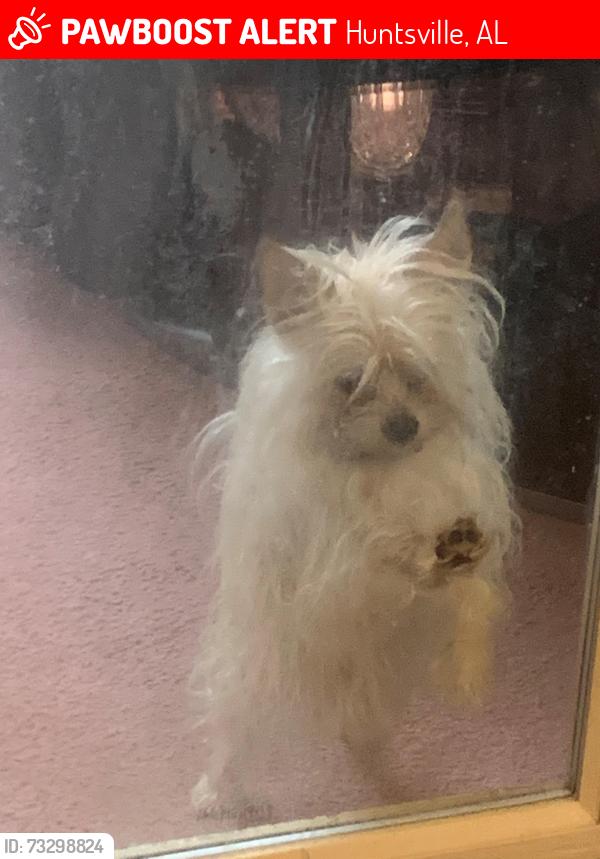 Lost Male Dog last seen Mid City Housing Area, Huntsville, AL 35806