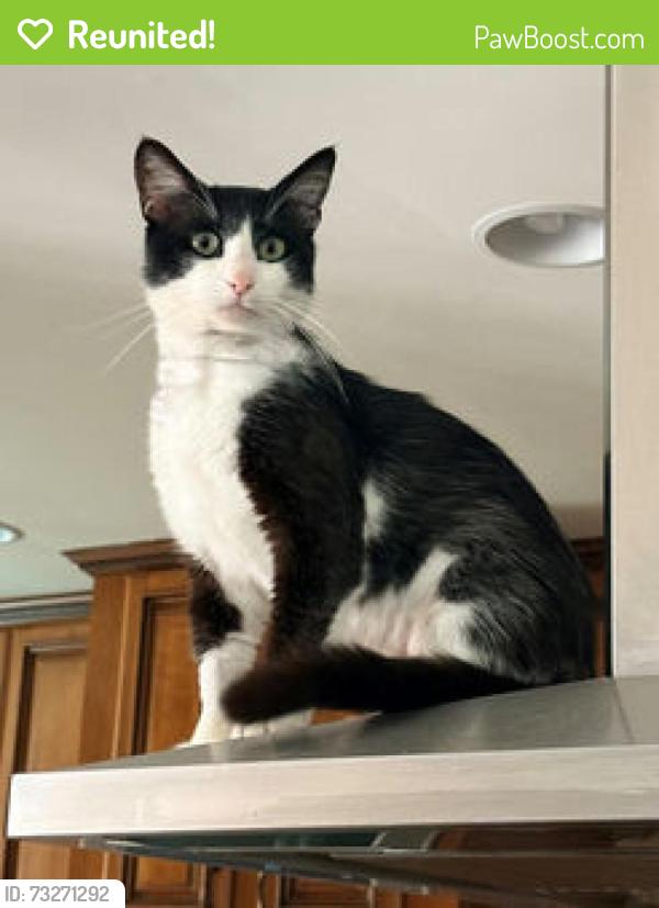 Reunited Male Cat last seen Near Golden Ave, Long Beach, CA 90806, USA, Long Beach, CA 90806