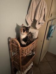 Lost Female Cat last seen Village Green Drive, Vancouver, WA 98682