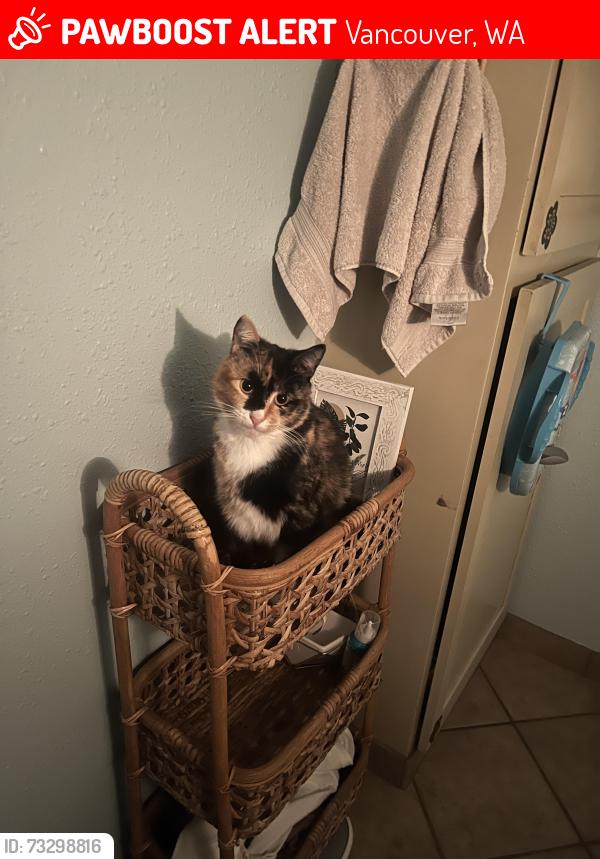 Lost Female Cat last seen Village Green Drive, Vancouver, WA 98682