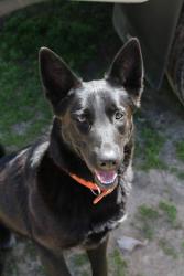 Reunited Male Dog last seen Lynn Lane, Broken Arrow, OK 74012