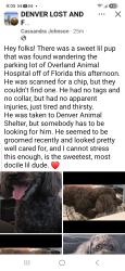 Reunited Male Dog last seen Overland Animal hosp Florida 80219, Denver, CO 80223