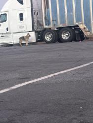 Reunited Male Dog last seen Boys and Girls club, San Jose, CA 95122