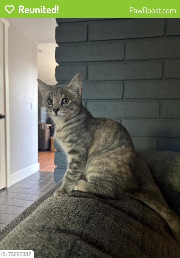 Reunited Female Cat last seen spinosa, we are near Las Palmas park, Sunnyvale, CA 94087