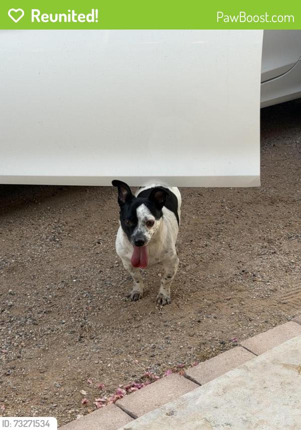 Reunited Male Dog last seen Ellsworth, Mesa, AZ 85208