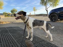 Reunited Male Dog last seen Juniper and Quail, Santa Clarita, CA 91390