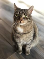 Lost Male Cat last seen Nigh Rd and Point Abino, possibly the Friendship Trail, Fort Erie, ON L0S 1N0