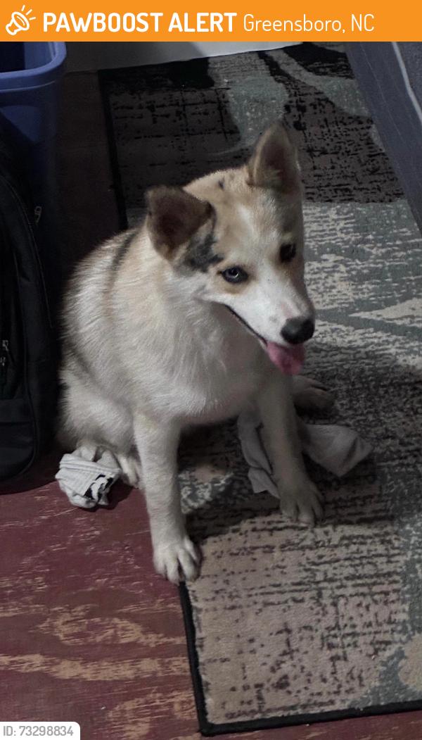 Found/Stray Male Dog last seen West Gate City Boulevard, Greensboro, NC 27407