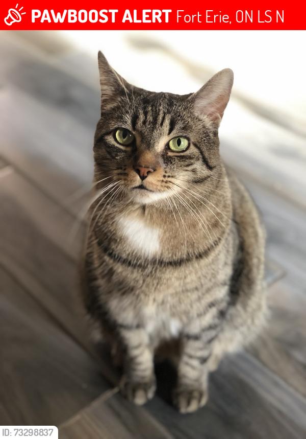 Lost Male Cat last seen Nigh Rd and Point Abino, possibly the Friendship Trail, Fort Erie, ON L0S 1N0