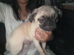 Reunited Male Dog last seen The Summit apmt Complex, San Antonio, TX 78232