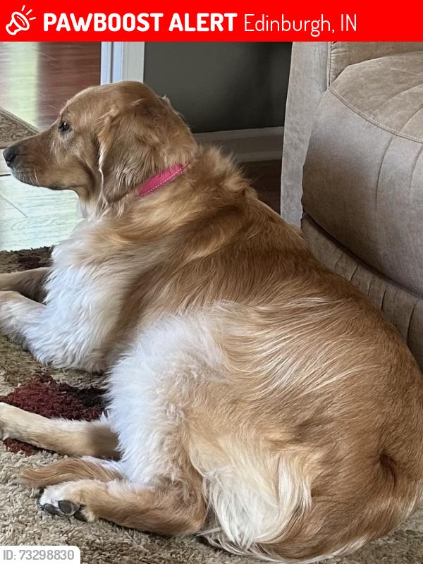 Lost Female Dog last seen 700N and 50W -near Oakcrest Addition, Edinburgh, IN 46124
