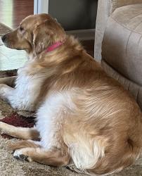 Lost Female Dog last seen 700N and 50W -near Oakcrest Addition, Edinburgh, IN 46124