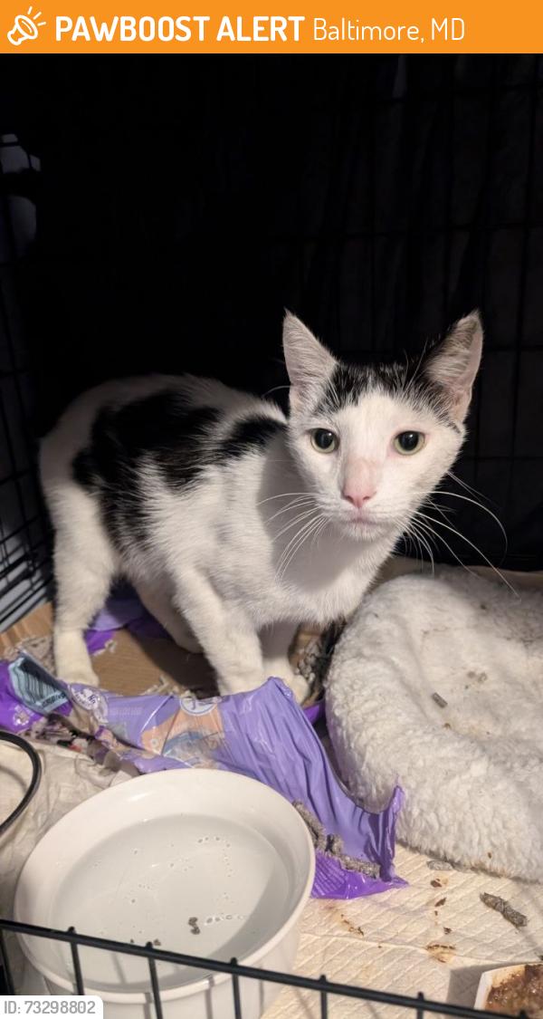 Found/Stray Male Cat last seen Near Ridgewood Avenue, Baltimore, MD 21215