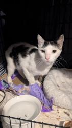 Found/Stray Male Cat last seen Near Ridgewood Avenue, Baltimore, MD 21215