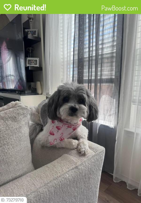Reunited Female Dog last seen Howard lane, Pflugerville, TX 78660