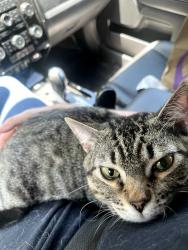 Lost Male Cat last seen Pleasant grove town hall, Pleasant Grove, AL 35127