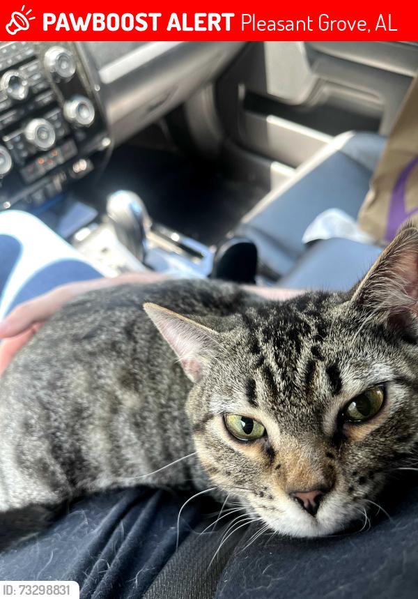 Lost Male Cat last seen Pleasant grove town hall, Pleasant Grove, AL 35127