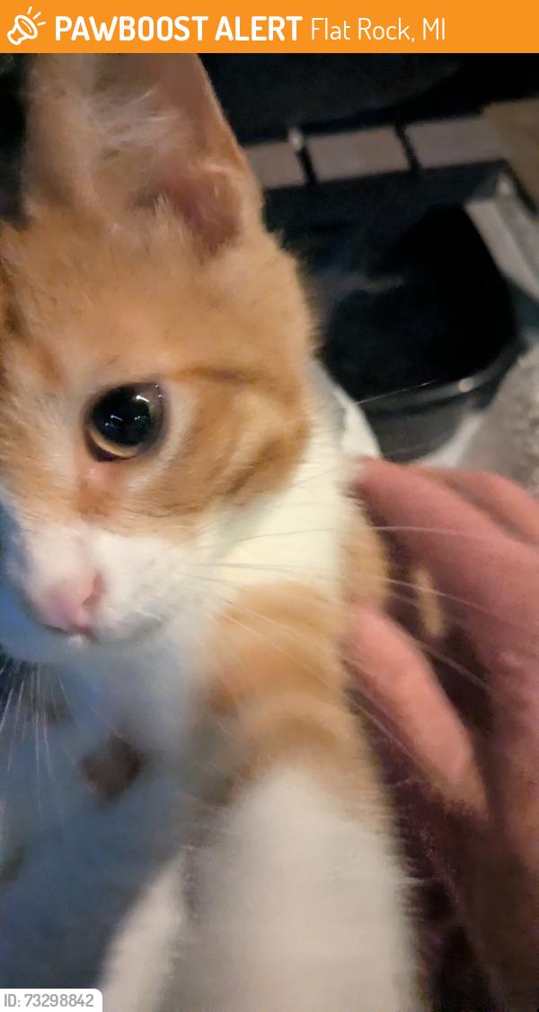 Found/Stray Male Cat last seen Off Huron River Rd between Telegraph and i-75, Flat Rock, MI 48134
