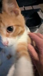 Found/Stray Male Cat last seen Off Huron River Rd between Telegraph and i-75, Flat Rock, MI 48134