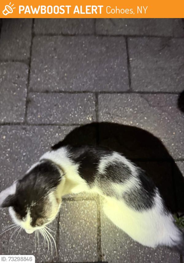 Found/Stray Unknown Cat last seen Schermerhorn Rd off Old Loudon, Cohoes, NY 12047