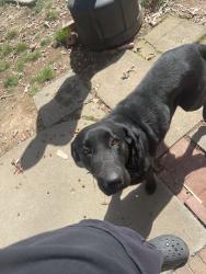 Reunited Male Dog last seen s holden rd, Greensboro, NC 27407