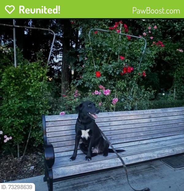 Reunited Female Dog last seen Near pioneer lane, Beaverton, OR 97008