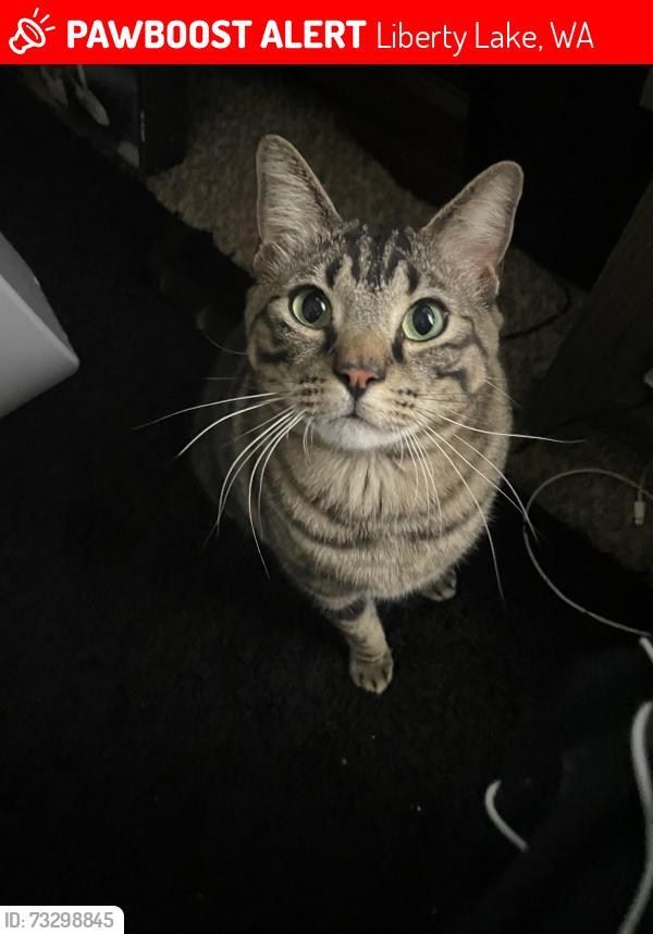 Lost Male Cat last seen Nearby Liberty Lake Golf course, Liberty Lake, WA 99019