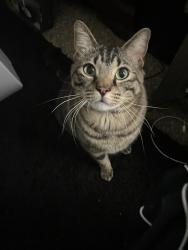 Lost Male Cat last seen Nearby Liberty Lake Golf course, Liberty Lake, WA 99019
