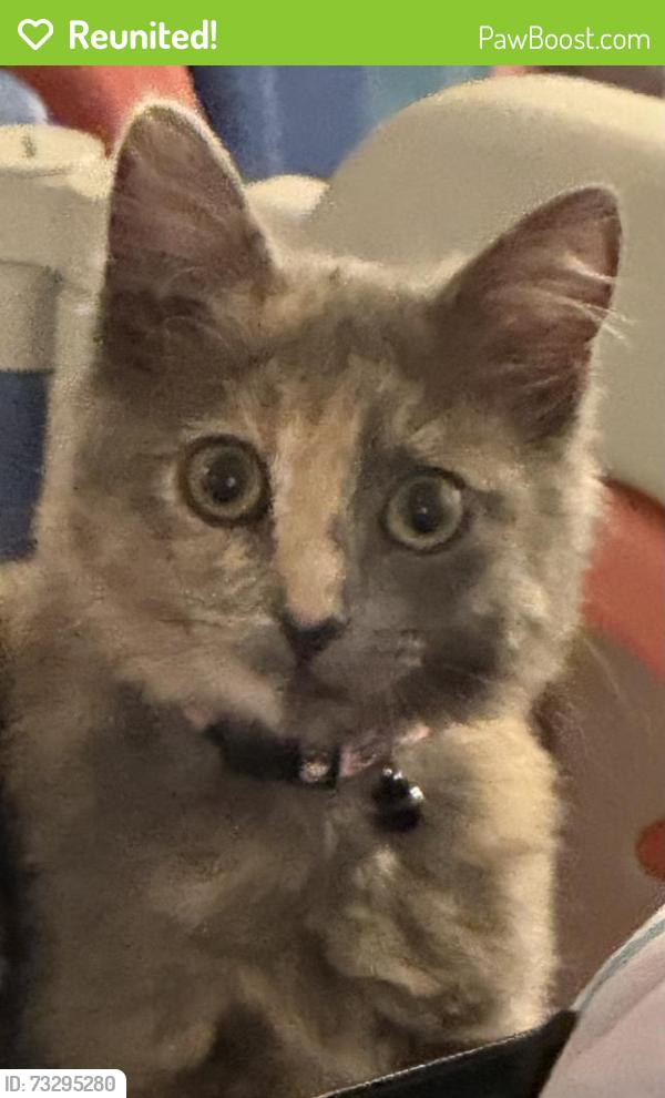 Reunited Female Cat last seen Wilshire/robertson, Beverly Hills, CA 90211