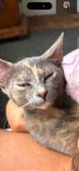 Lost Female Cat last seen West point loma blvd, San Diego, CA 92106