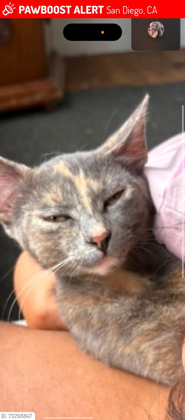 Lost Female Cat last seen West point loma blvd, San Diego, CA 92106