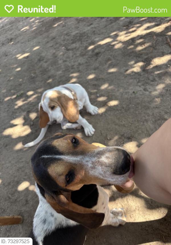 Reunited Female Dog last seen 35th St E, Palmdale, CA 93550, USA, Palmdale, CA 93550