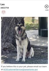 Found/Stray Male Dog last seen Near old pearsall road, San Antonio, TX 78243