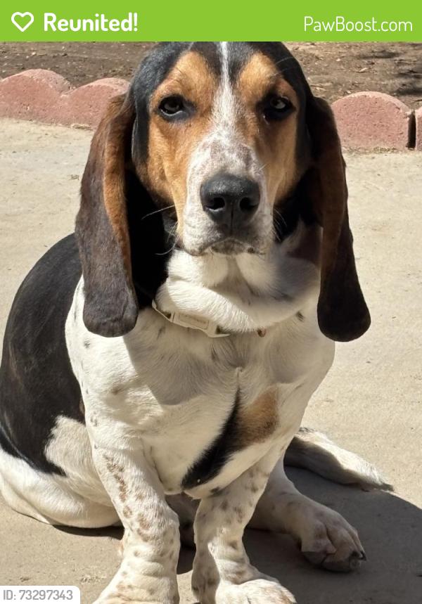 Reunited Male Dog last seen 35th St E, Palmdale, CA 93550, USA, Palmdale, CA 93550