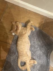 Lost Male Cat last seen Pedley and 60th st, Riverside, CA 92509