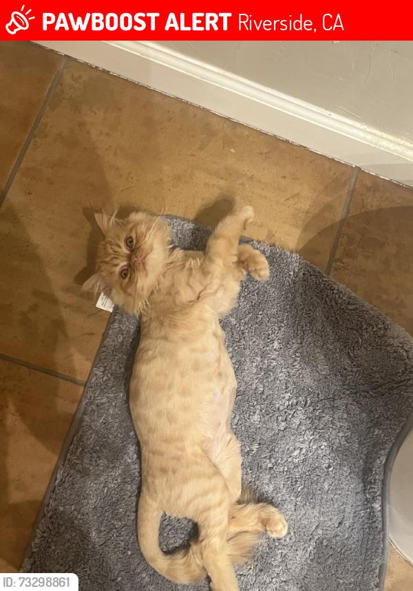 Lost Male Cat last seen Pedley and 60th st, Riverside, CA 92509