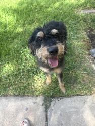 Found/Stray Male Dog last seen Meadowview lane and starned, Watauga, TX 76148