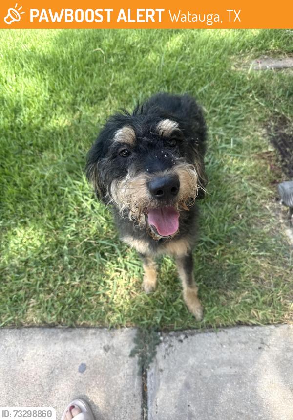 Found/Stray Male Dog last seen Meadowview lane and starned, Watauga, TX 76148