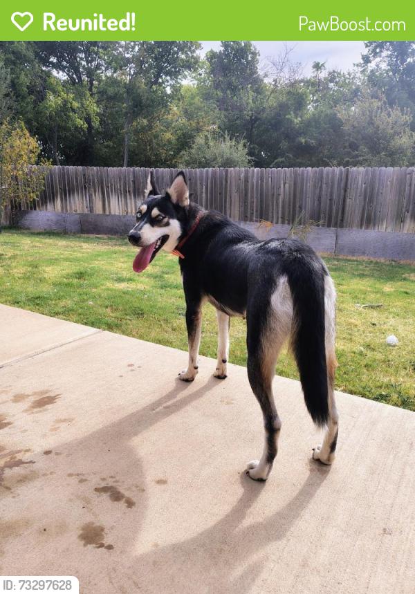 Reunited Female Dog last seen N Beauchamp near 380, Princeton, TX 75407