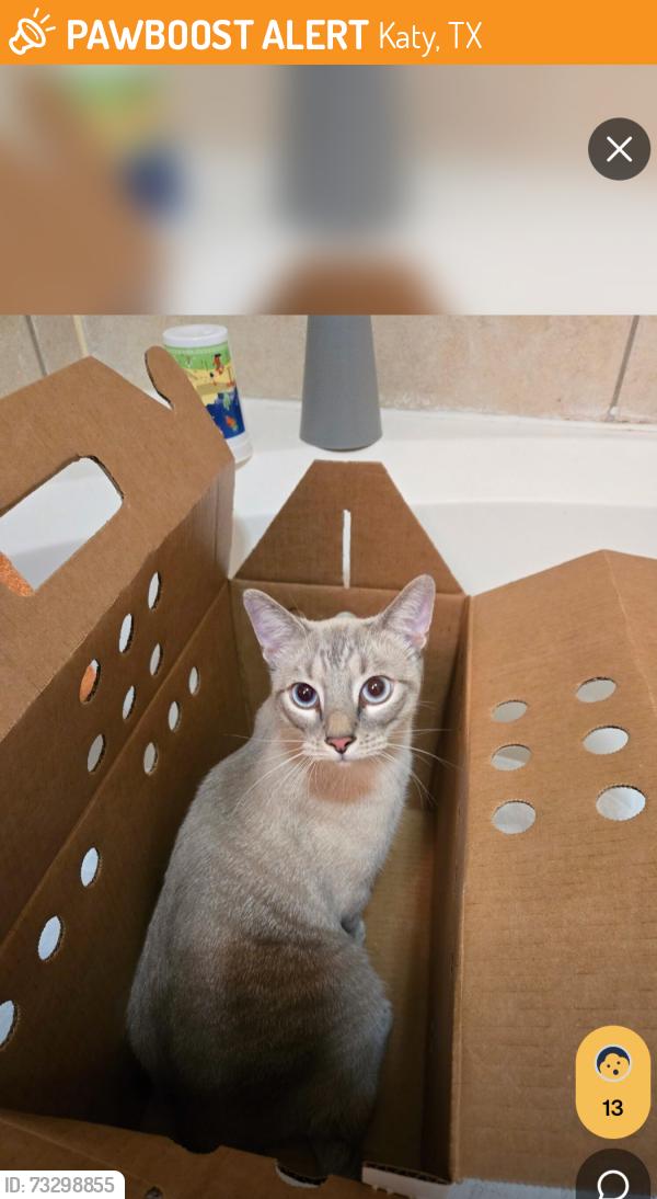 Found/Stray Male Cat last seen Bay Hill Boulevard and Roesner Rd, Katy, TX 77494