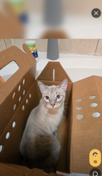 Found/Stray Male Cat last seen Bay Hill Boulevard and Roesner Rd, Katy, TX 77494