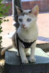 Reunited Female Cat last seen Mothers Beach, Naples, Long Beach, Long Beach, CA 90803