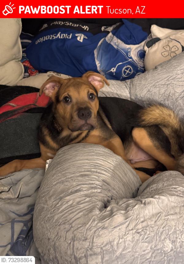 Lost Male Dog last seen 1917-1901 E Prince Rd, Tucson, AZ 85719, Tucson, AZ 85719