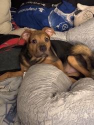 Lost Male Dog last seen 1917-1901 E Prince Rd, Tucson, AZ 85719, Tucson, AZ 85719
