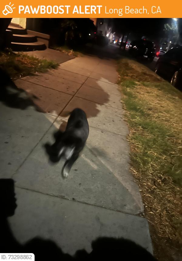 Found/Stray Male Dog last seen Chestnut Avenue and 20th st, Long Beach, CA 90806