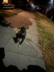 Found/Stray Male Dog last seen Chestnut Avenue and 20th st, Long Beach, CA 90806