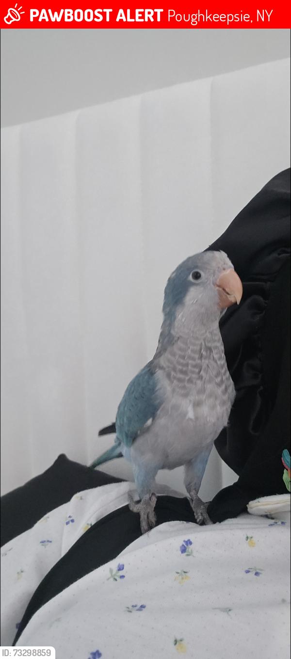 Lost Male Bird last seen Ziegler av, Poughkeepsie, NY 12603