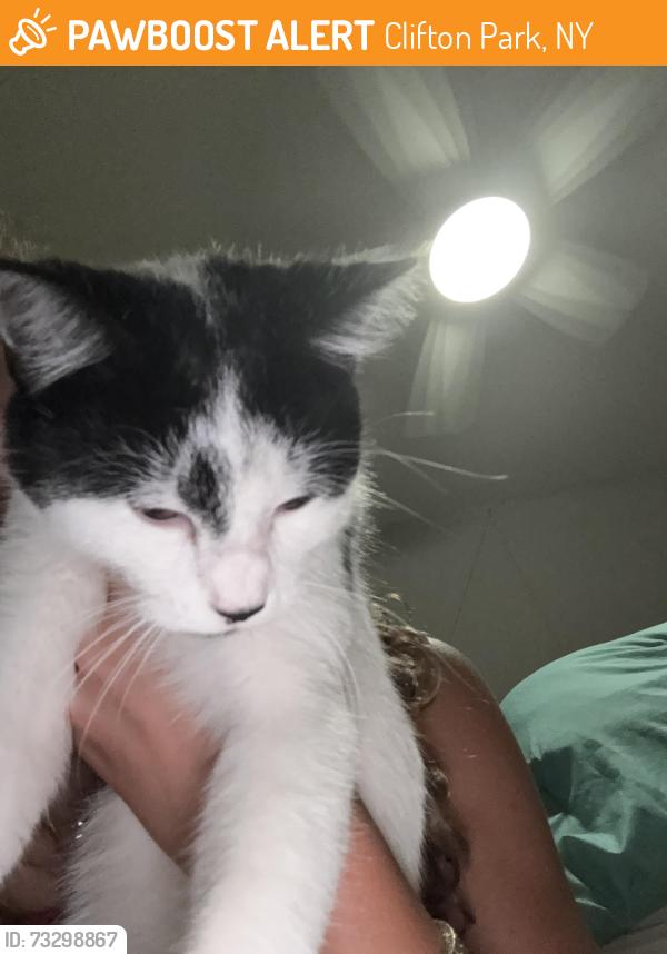 Found/Stray Unknown Cat last seen Avenue of the oaks, Clifton Park, NY 12065