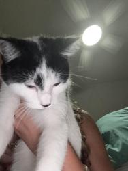 Found/Stray Unknown Cat last seen Avenue of the oaks, Clifton Park, NY 12065